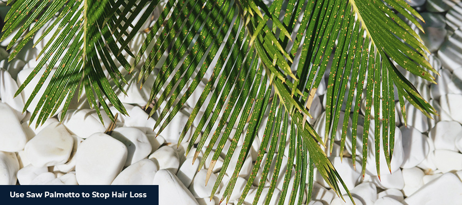 Use Saw Palmetto to Stop Hair Loss